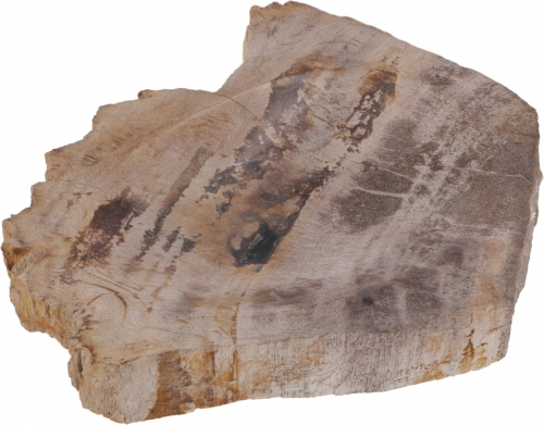 Exotische Seifenschale aus versteinertem Holz - 2,5x11x8,5 cm 